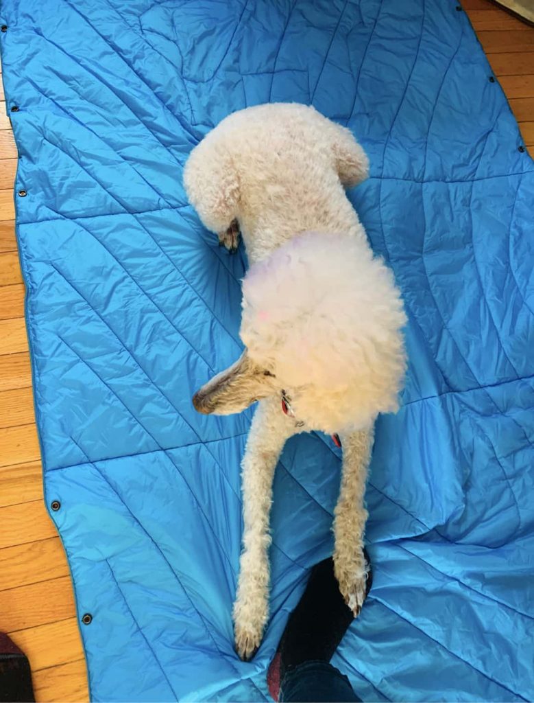 Rumpl Puffy Blanket with a relaxing Poodle