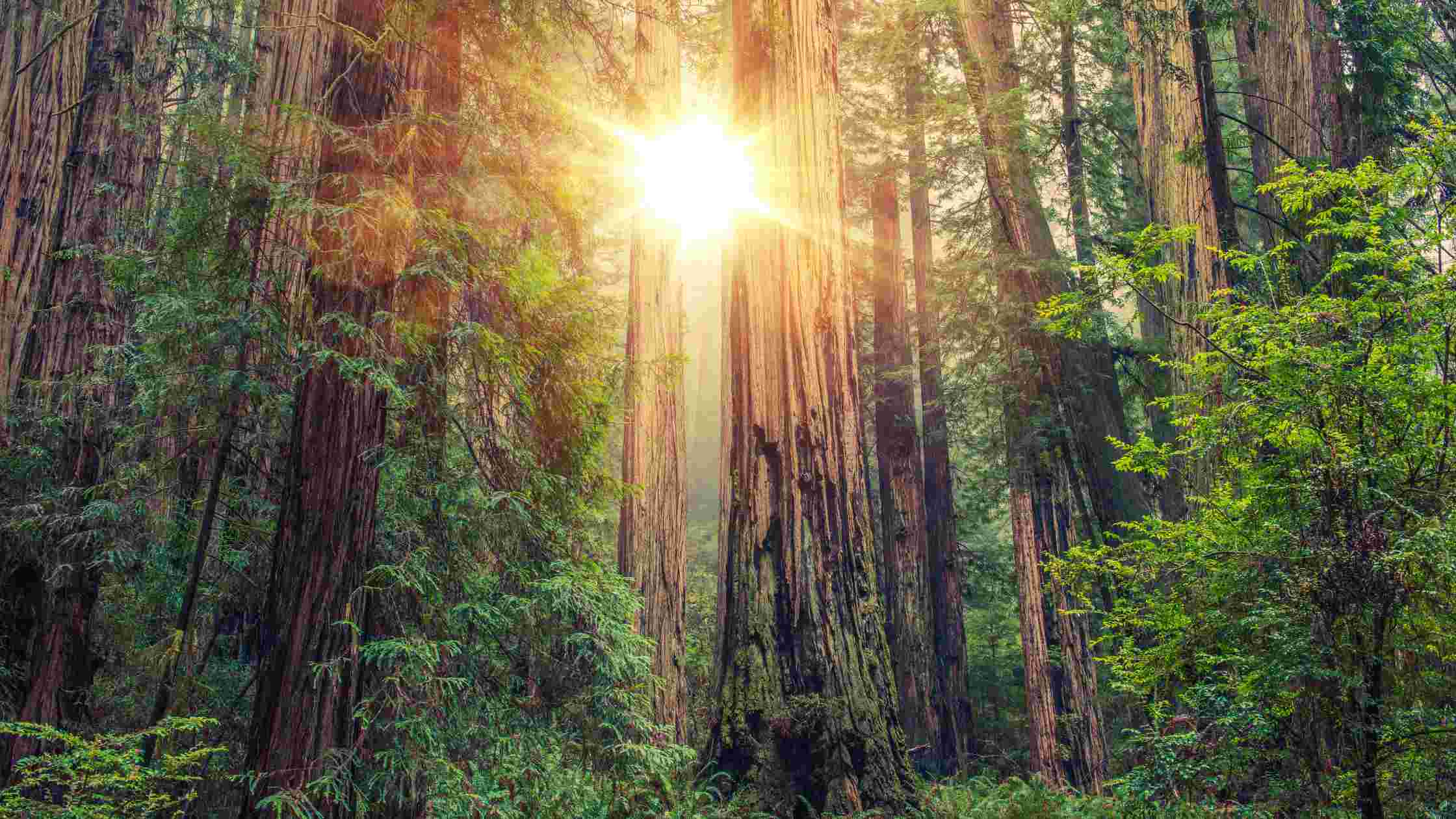 Best Campgrounds in Northern California